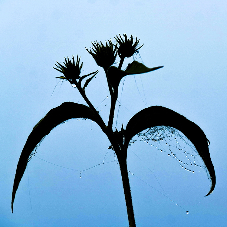 Blume Mecklenburgische Seenplatte SAM_4102 Kopie.jpg - Morgentau am See von Röbel beim Spaziergang entdeckt 
